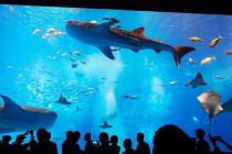 沖繩美麗海水族館