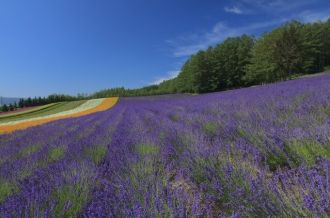 富良野