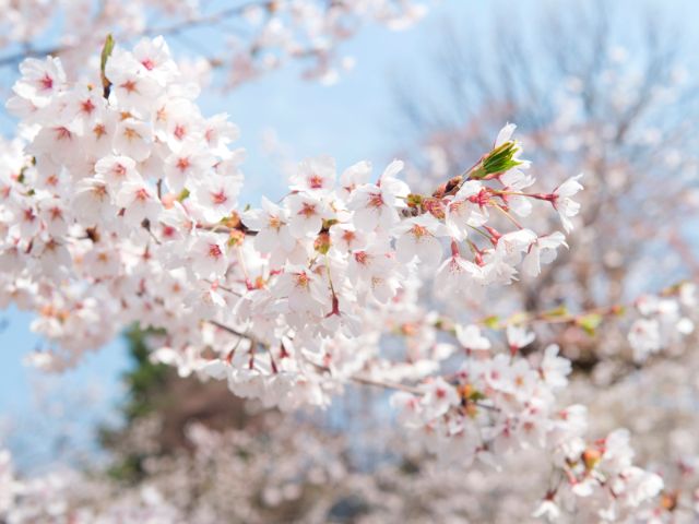 嚴選 在北海道賞櫻勝地 札幌 函館 悠哉散步後 能夠順道造訪的美味名店尋找美味日本 品味日本 日式餐廳導覽