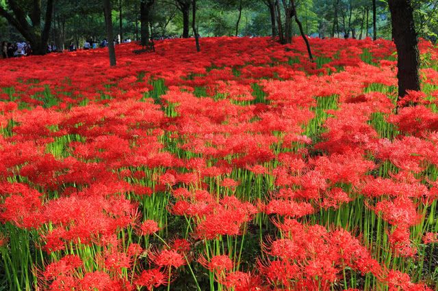 日本最美的曼珠沙華（彼岸花）景點！500萬株齊放的巾着田尋找美味日本