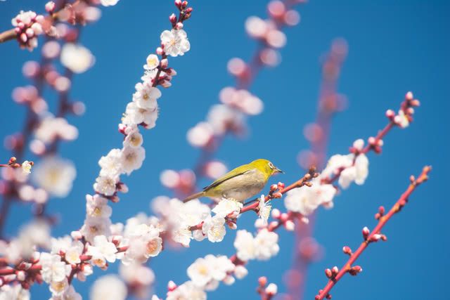 盛開梅花相伴品嚐當地美味感受春天來臨！ 尋找美味日本-品味日本-日式