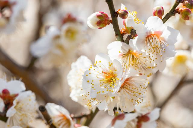 盛開梅花相伴品嚐當地美味感受春天來臨！ 尋找美味日本-品味日本-日式